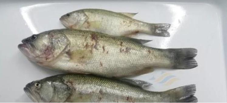 How to prevent and control the dead California perch 1