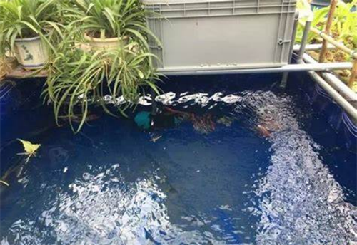 Koi farming helper 2