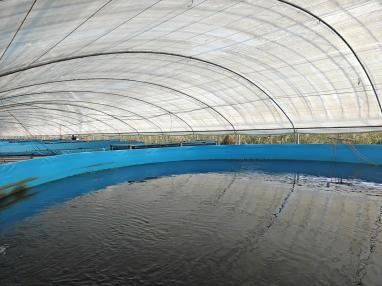 Is it true that raising fish in high-density canvas fish ponds is more efficient than ordinary ponds? 3
