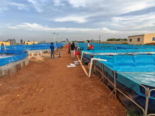 Is it true that raising fish in high-density canvas fish ponds is more efficient than ordinary ponds? 1