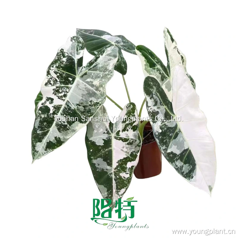 Foshan Youngplants | Alocasia frydek Variegata Rare Collection Tissue Culture Plants 1