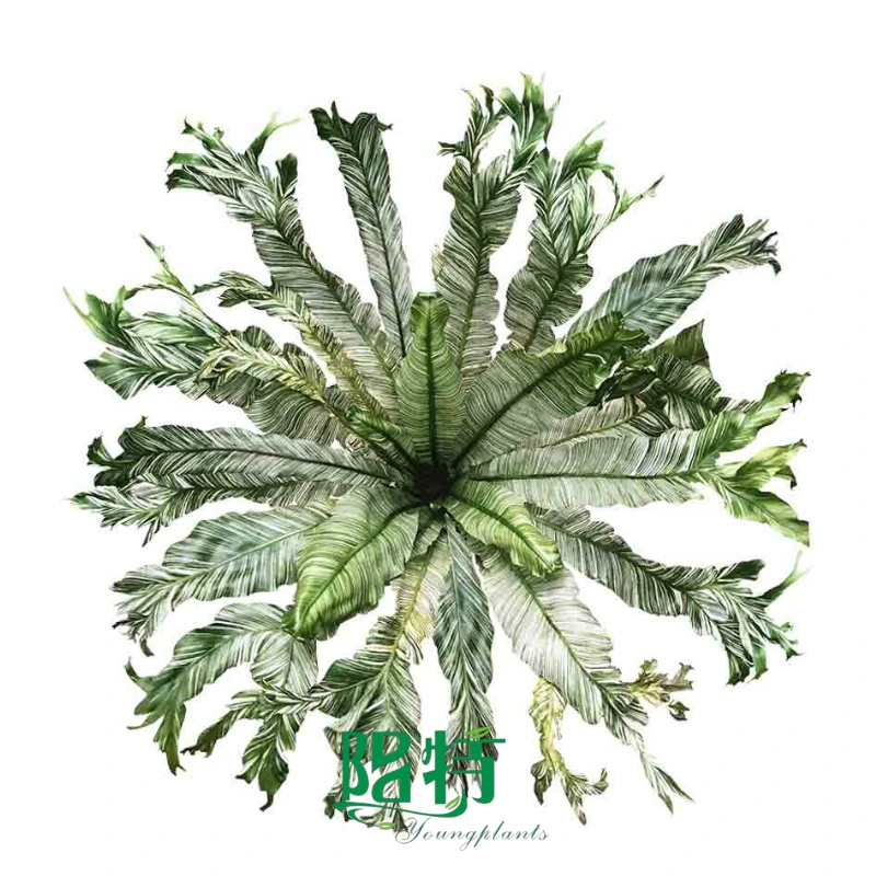 Foshan Youngplants - Asplenium nidus 'Variegata' 1