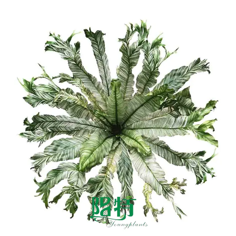 Here's What People Are Saying About aglaonema sip karat