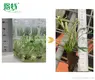 Variegated Bird's Nest Fern: Elegant White & Green Stripes 2