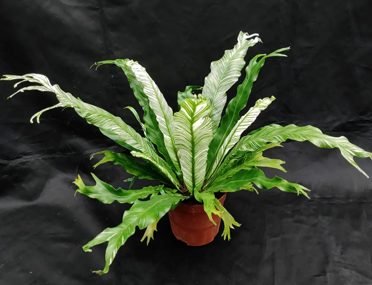 Variegated Bird's Nest Fern: Elegant White & Green Stripes 4