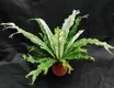 Variegated Bird's Nest Fern: Elegant White & Green Stripes 4