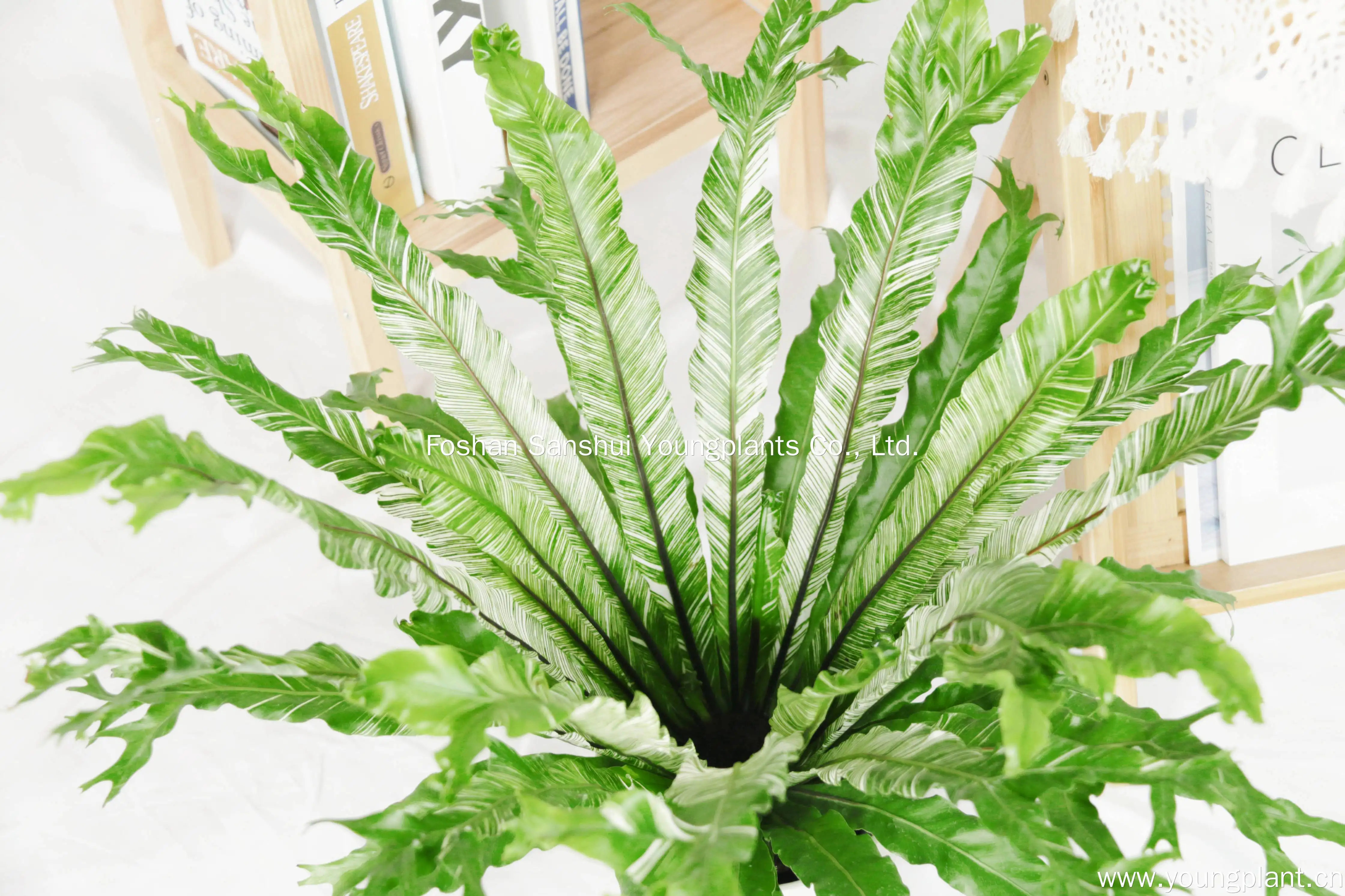 Variegated Bird's Nest Fern: Elegant White & Green Stripes 5