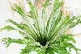 Variegated Bird's Nest Fern: Elegant White & Green Stripes 5