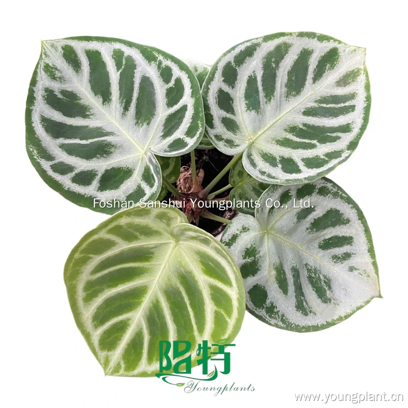 Foshan Youngplants | Anthurium crystallinum 'Dorayaki' Tissue Culture Plant Wholesale 1
