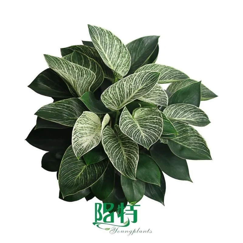 Foshan Youngplants | Wholesale Tissue Culture Live Plants Philodendron White Measure 1