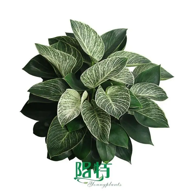How To Own chinese evergreen toxic For Free