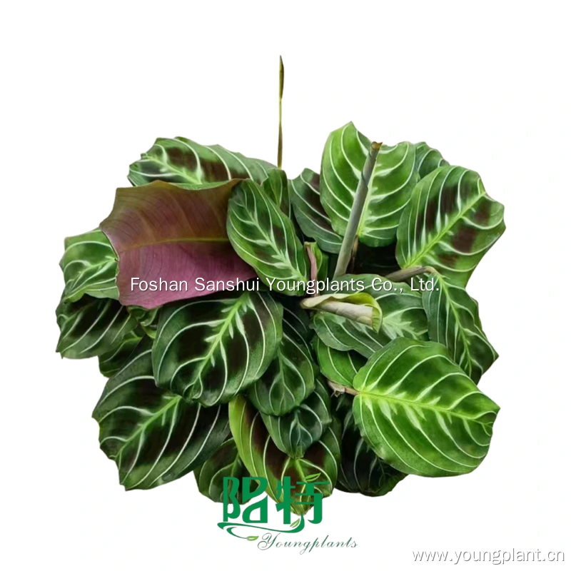 Foshan Youngplants | Maranta leuconeura 'Cat Mustache' Tissue Culture Seedlings Wholesale Plants 1