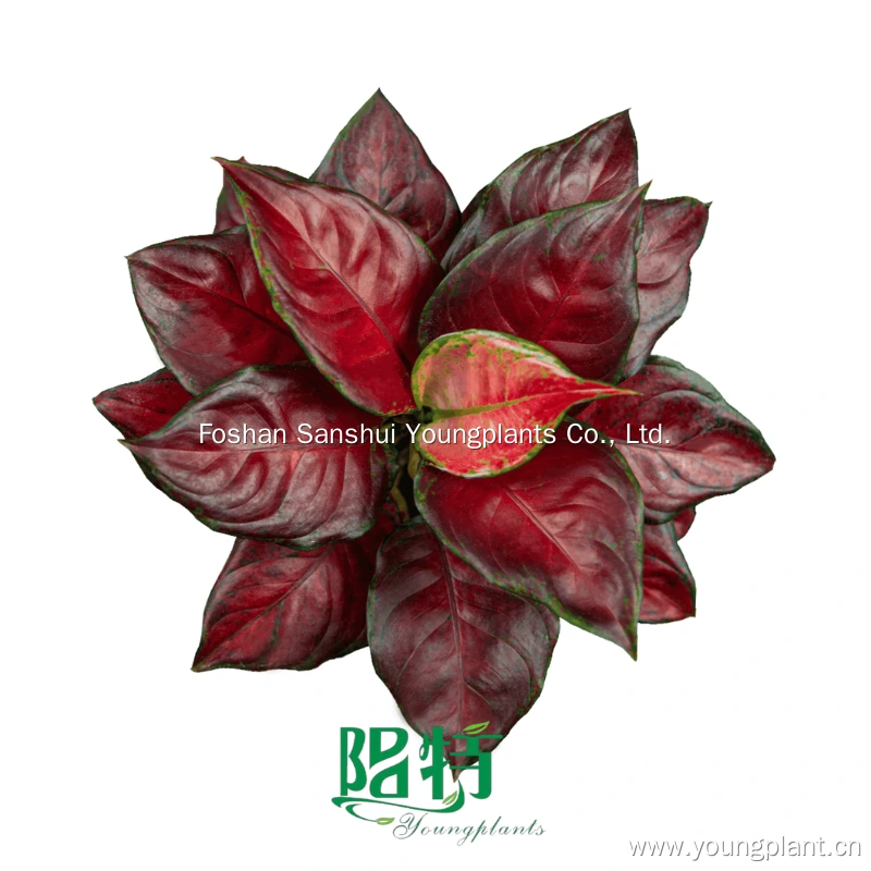 Foshan Youngplants | Aglaonema 'Black Maroon' Tissue Culture Seedlings 1