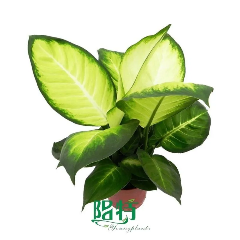 Foshan Youngplants - Plug Plants Tissue Culture Cuttings Indoor/Outdoor for Growers Dieffenbachia Tropical Marianne 1