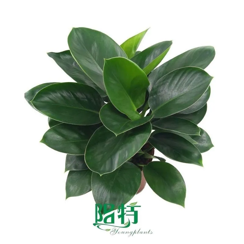 Foshan Youngplants - Tissue Culture Plants Micropropegation Cuttings In Vitro Supply Philodendron Apple 1