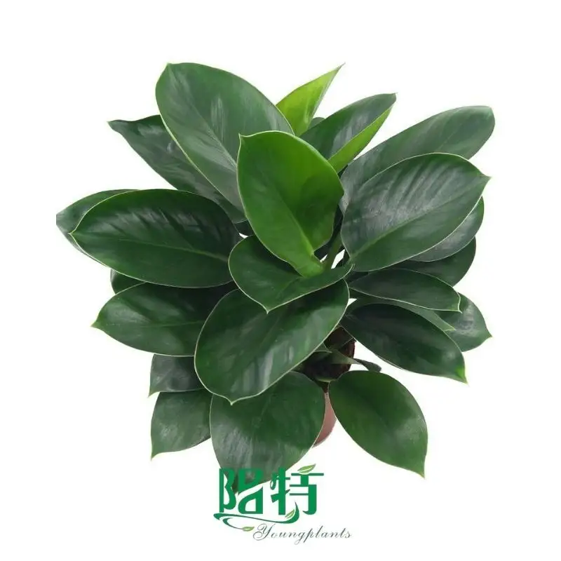 Here's What People Are Saying About aglaonema white frost