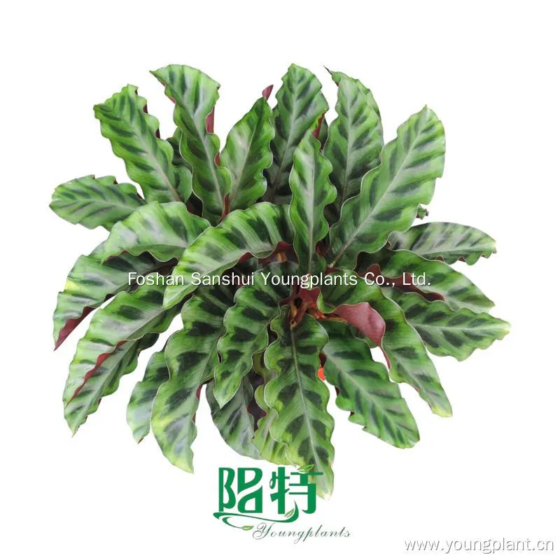 Foshan Youngplants | Calathea velvet glory Tissue Culture Plants Liners Plug 1