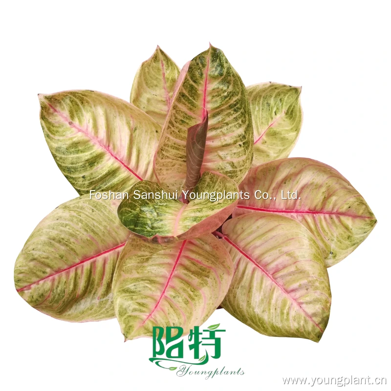 Foshan Youngplants | Aglaonema Moonlight 1