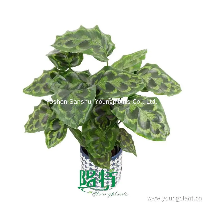 Foshan Youngplants | Calathea veitchiana Perennial Tissue Culture Liners Wholesale Supply 1