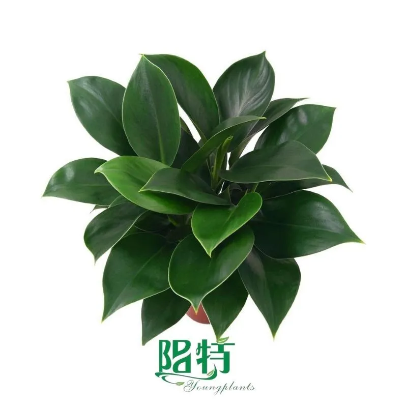 Foshan Youngplants - Tissue Culture Plants Micropropegation Cuttings In Vitro Supply Philodendron Green Princess 1