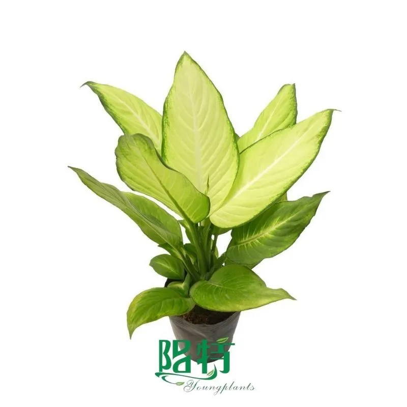 Foshan Youngplants - Plug Plants Tissue Culture Cuttings Indoor/Outdoor Wholesale for Growers Dieffenbachia fiji 1