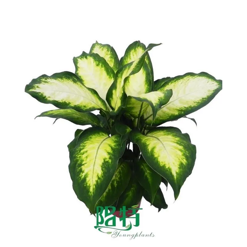 Foshan Youngplants - Plug Plants Tissue Culture Cuttings Indoor/Outdoor Wholesale for Growers Dieffenbachia Camille 1