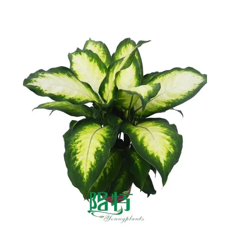 How To Own chinese evergreen plant care For Free