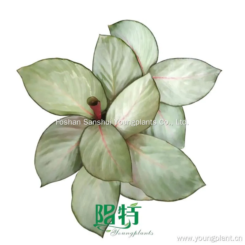 Foshan Youngplants | Calathea picturata Silver Plate Tissue Culture Wholesale Supplier 1