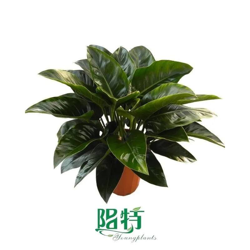 Foshan Youngplants - Tissue Culture Plants Micropropegation Cuttings In Vitro Supply Philodendron Millions 1