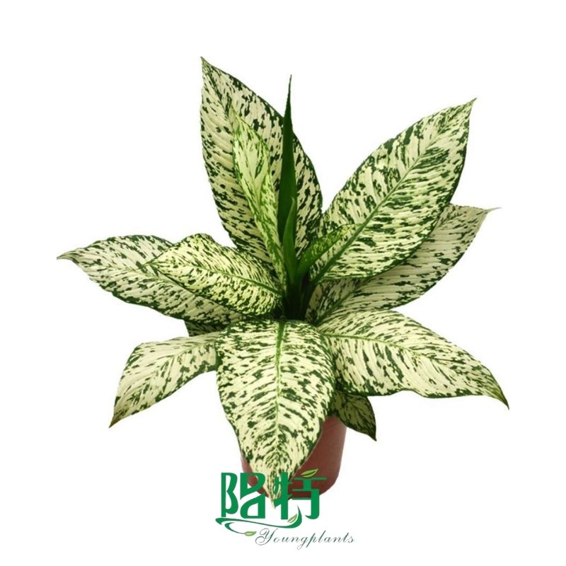 The Reasons Why We Love aglaonema chandang orange