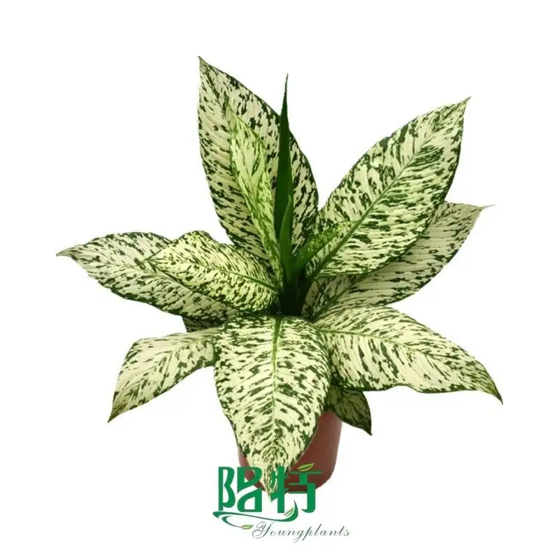 Fully Utilize aglaonema ruby To Enhance Your Business