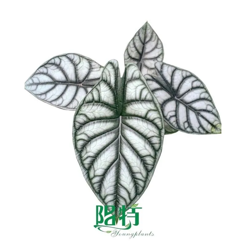Foshan Youngplants -  Tissue Culture Plants Micropropegation Cuttings In Vitro Supply Alocasia 'Silver Dragon' 1