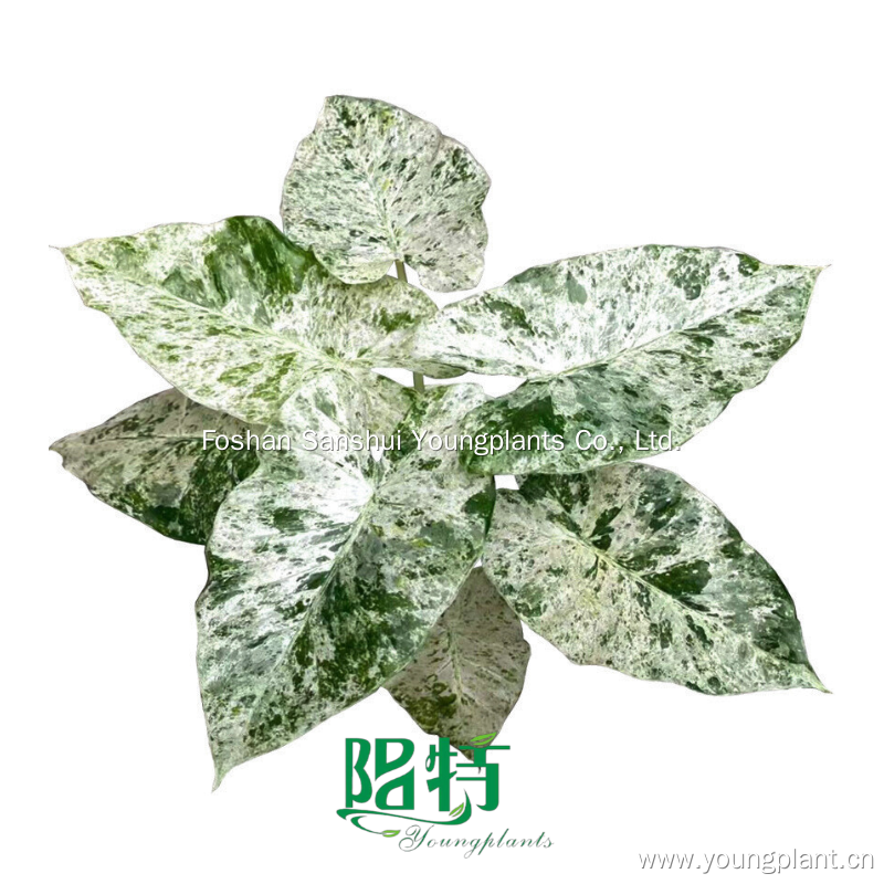 Alocasia Tissue Culture: Sustainable Plant Health and Diversity 5