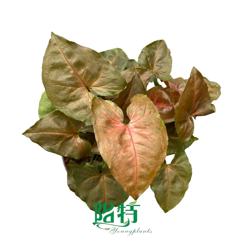 Foshan Youngplants - Syngonium podophyllum Berry Allusion 1