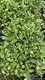 Custom a maranta Manufacturers Manufacturer | Youngplants 5