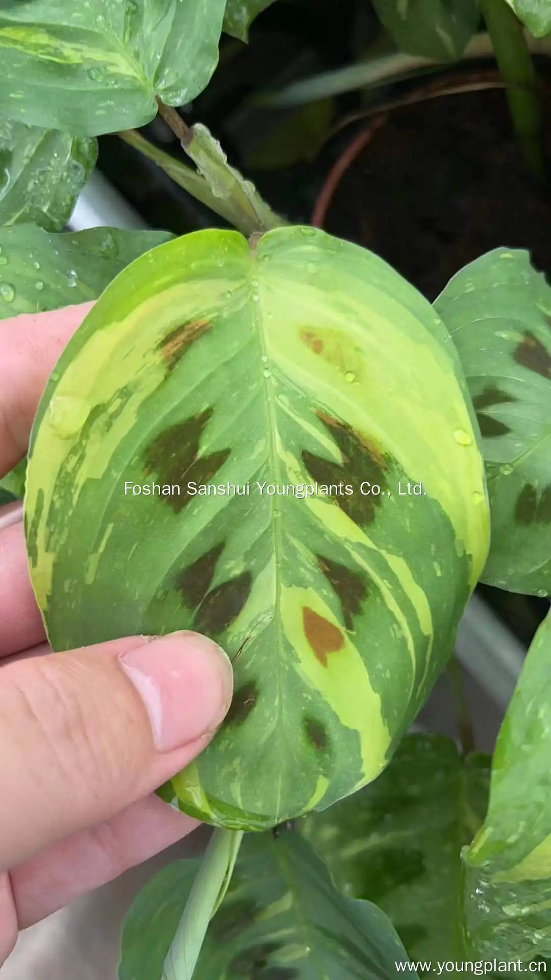 Custom a maranta Manufacturers Manufacturer | Youngplants 2