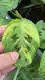 Custom a maranta Manufacturers Manufacturer | Youngplants 2