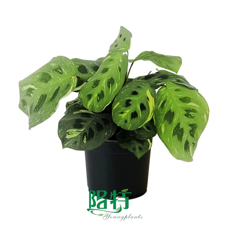 Foshan Youngplants - Maranta Leuconura 'Kerchoveana Variegata' Wholesale Plants Supplier Tissue Culture 1