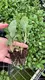 Custom a maranta Manufacturers Manufacturer | Youngplants 3