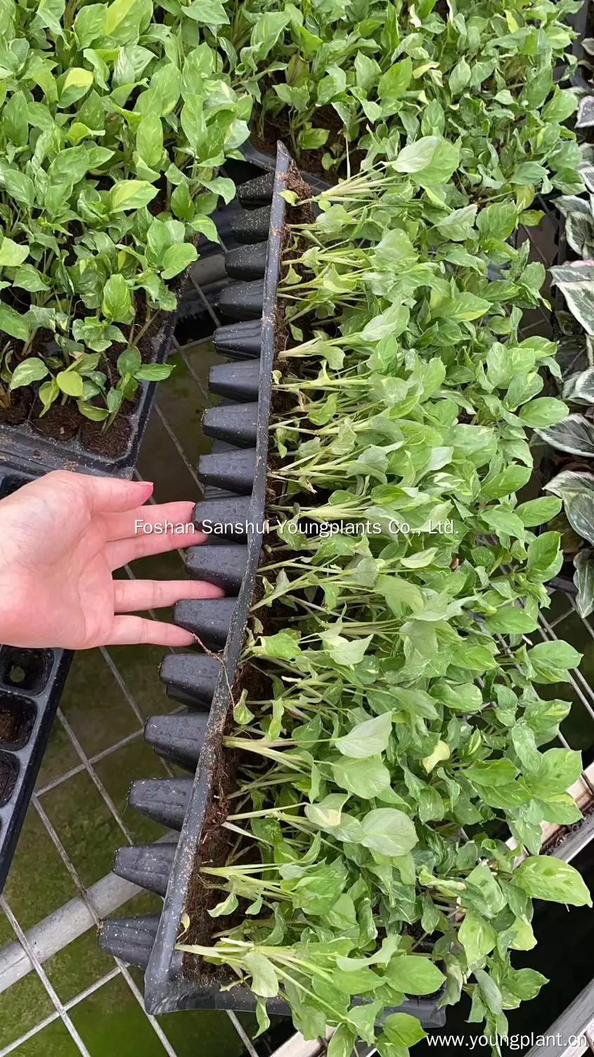 Custom a maranta Manufacturers Manufacturer | Youngplants 4