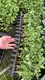 Custom a maranta Manufacturers Manufacturer | Youngplants 4