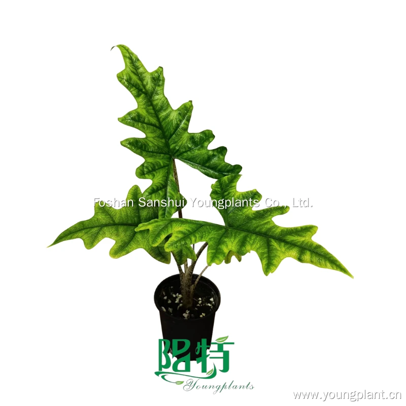 Foshan Youngplants - Alocasia Jacklyn Tissue Culture Plants Micropropegation Cuttings In Vitro Supply 1