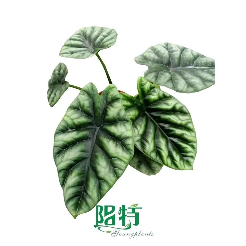 Foshan Youngplants -  Tissue Culture Plants Micropropegation Cuttings In Vitro Supply Alocasia sinuata 1