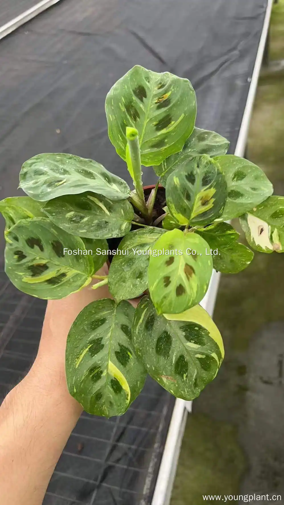 Custom a maranta Manufacturers Manufacturer | Youngplants 6