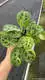 Custom a maranta Manufacturers Manufacturer | Youngplants 6