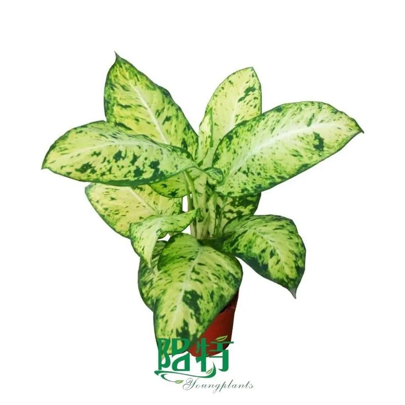 Foshan Youngplants - Dieffenbachia Sublime(Blue Sea) Plug Plants Tissue Culture Cuttings Indoor/Outdoor for Growers 1