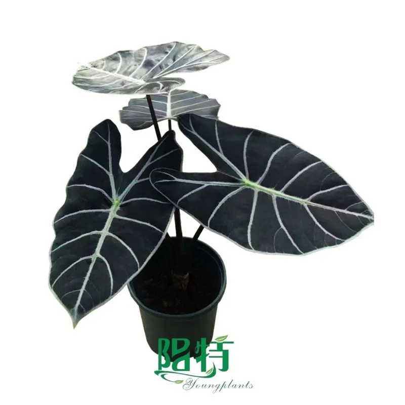 Foshan Youngplants - Alocasia longiloba Watsoniana Tissue Culture Plants Micropropegation Cuttings In Vitro Supply 1