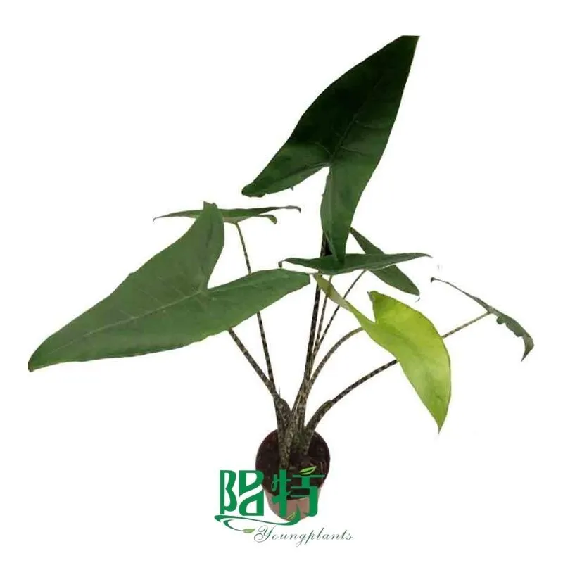 Foshan Youngplants - Alocasia 'Zebrina' Tissue Culture Plants Micropropegation Cuttings In Vitro Supply 1
