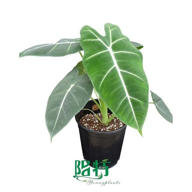Foshan Youngplants -  Alocasia Frydek Tissue Culture Plants Micropropegation Cuttings In Vitro Supply 1