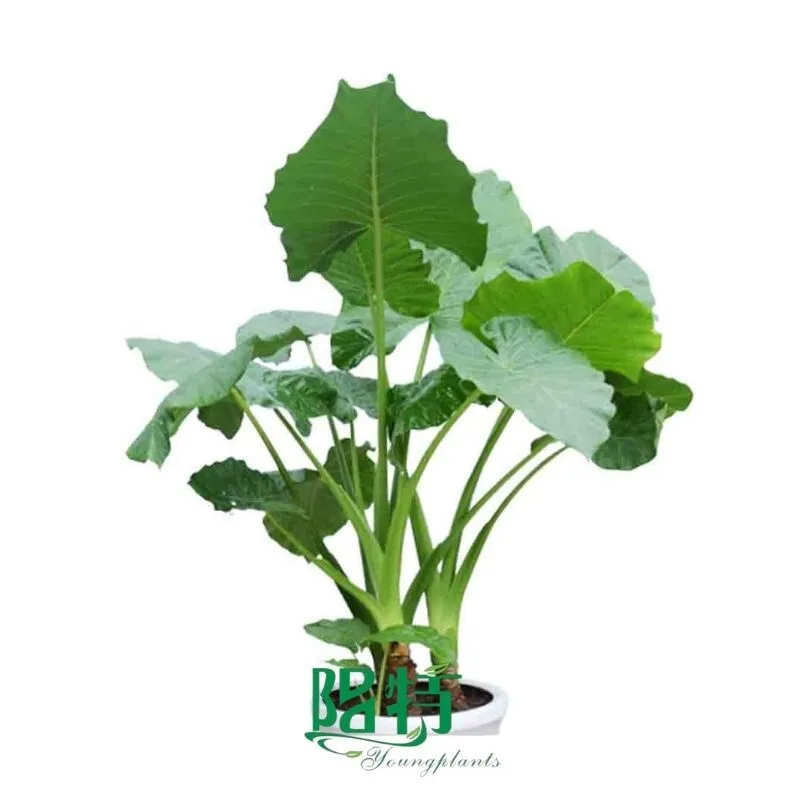 Youngplants Alocasia Portora In vitro plant Tissue Culture Plants Wholesale 1